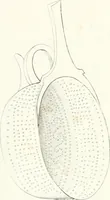 An illustration from Collection of the most remarkable monuments of the National Museum (1869)