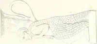 An illustration from Collection of the most remarkable monuments of the National Museum (1869)