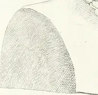 An illustration from Collection of the most remarkable monuments of the National Museum (1869)