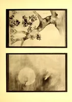 Picture 13 of 17 from Collection P. Barboutau : Peintures-estampes & Objets d'Art du Japon dont la vente aura lieu le 3 juin et jours suivants, a l'Hotel Drouot, Salle N8 (1904), leaf 275
