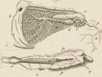 An illustration from [Collection of proofs before plate numbers of some of the plates in Bybel der Natuure=Biblia naturae] (1700)