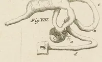 An illustration from [Collection of proofs before plate numbers of some of the plates in Bybel der Natuure=Biblia naturae] (1700)