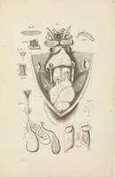 An illustration from [Collection of proofs before plate numbers of some of the plates in Bybel der Natuure=Biblia naturae] (1700)