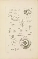 An illustration from [Collection of proofs before plate numbers of some of the plates in Bybel der Natuure=Biblia naturae] (1700)