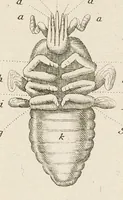 An illustration from [Collection of proofs before plate numbers of some of the plates in Bybel der Natuure=Biblia naturae] (1700)
