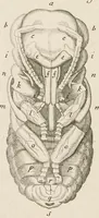 An illustration from [Collection of proofs before plate numbers of some of the plates in Bybel der Natuure=Biblia naturae] (1700)