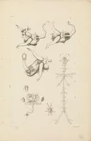 An illustration from [Collection of proofs before plate numbers of some of the plates in Bybel der Natuure=Biblia naturae] (1700)