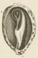 An illustration from [Collection of proofs before plate numbers of some of the plates in Bybel der Natuure=Biblia naturae] (1700)