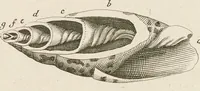 An illustration from [Collection of proofs before plate numbers of some of the plates in Bybel der Natuure=Biblia naturae] (1700)