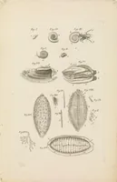 An illustration from [Collection of proofs before plate numbers of some of the plates in Bybel der Natuure=Biblia naturae] (1700)