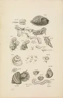 An illustration from [Collection of proofs before plate numbers of some of the plates in Bybel der Natuure=Biblia naturae] (1700)