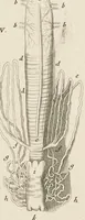 An illustration from [Collection of proofs before plate numbers of some of the plates in Bybel der Natuure=Biblia naturae] (1700)