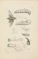 An illustration from [Collection of proofs before plate numbers of some of the plates in Bybel der Natuure=Biblia naturae] (1700)