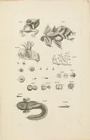 An illustration from [Collection of proofs before plate numbers of some of the plates in Bybel der Natuure=Biblia naturae] (1700)