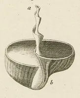 An illustration from [Collection of proofs before plate numbers of some of the plates in Bybel der Natuure=Biblia naturae] (1700)