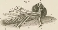 An illustration from [Collection of proofs before plate numbers of some of the plates in Bybel der Natuure=Biblia naturae] (1700)