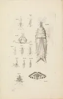 An illustration from [Collection of proofs before plate numbers of some of the plates in Bybel der Natuure=Biblia naturae] (1700)