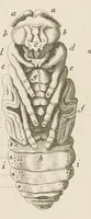 An illustration from [Collection of proofs before plate numbers of some of the plates in Bybel der Natuure=Biblia naturae] (1700)