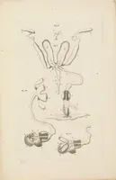 An illustration from [Collection of proofs before plate numbers of some of the plates in Bybel der Natuure=Biblia naturae] (1700)