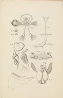 An illustration from [Collection of proofs before plate numbers of some of the plates in Bybel der Natuure=Biblia naturae] (1700)