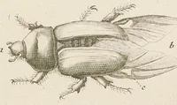 An illustration from [Collection of proofs before plate numbers of some of the plates in Bybel der Natuure=Biblia naturae] (1700)