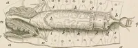 An illustration from [Collection of proofs before plate numbers of some of the plates in Bybel der Natuure=Biblia naturae] (1700)