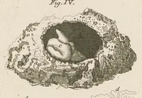 An illustration from [Collection of proofs before plate numbers of some of the plates in Bybel der Natuure=Biblia naturae] (1700)