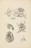 An illustration from [Collection of proofs before plate numbers of some of the plates in Bybel der Natuure=Biblia naturae] (1700)