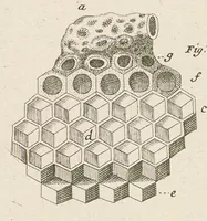 An illustration from [Collection of proofs before plate numbers of some of the plates in Bybel der Natuure=Biblia naturae] (1700)