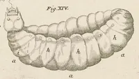 An illustration from [Collection of proofs before plate numbers of some of the plates in Bybel der Natuure=Biblia naturae] (1700)