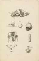 An illustration from [Collection of proofs before plate numbers of some of the plates in Bybel der Natuure=Biblia naturae] (1700)