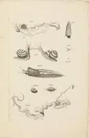 An illustration from [Collection of proofs before plate numbers of some of the plates in Bybel der Natuure=Biblia naturae] (1700)