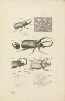 An illustration from [Collection of proofs before plate numbers of some of the plates in Bybel der Natuure=Biblia naturae] (1700)