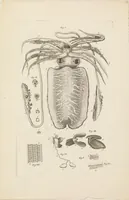 An illustration from [Collection of proofs before plate numbers of some of the plates in Bybel der Natuure=Biblia naturae] (1700)