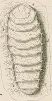 An illustration from [Collection of proofs before plate numbers of some of the plates in Bybel der Natuure=Biblia naturae] (1700)