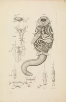 An illustration from [Collection of proofs before plate numbers of some of the plates in Bybel der Natuure=Biblia naturae] (1700)
