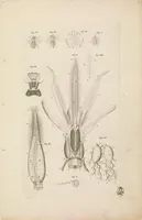 An illustration from [Collection of proofs before plate numbers of some of the plates in Bybel der Natuure=Biblia naturae] (1700)