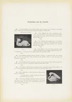 Picture 1 of 7 from Collection S. Bing. : Objets d'art et peintures du Japon et de la Chine dont la vente aura lieu du lundi 7 au samedi 12 mai 1906 inclus dans les galeries de MM. Durand-Ruel (1906), leaf 22