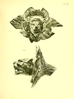 Picture 6 of 18 from Collections de feu M. Jean P. Lambros d'Athenes et de M. Giovanni Dattari du Caire (1912), leaf 115