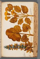 Picture 11 of 22 from Collection of seventy-eight water color plates of plants (1700), leaf 111