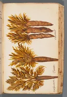 An illustration from Collection of seventy-eight water color plates of plants (1700)