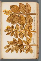 Picture 14 of 22 from Collection of seventy-eight water color plates of plants (1700), leaf 137