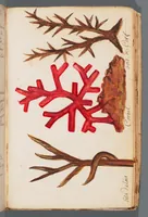 An illustration from Collection of seventy-eight water color plates of plants (1700)