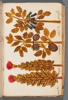 An illustration from Collection of seventy-eight water color plates of plants (1700)