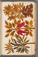 An illustration from Collection of seventy-eight water color plates of plants (1700)