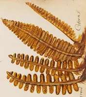 An illustration from Collection of seventy-eight water color plates of plants (1700)