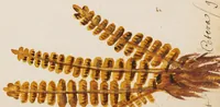 An illustration from Collection of seventy-eight water color plates of plants (1700)