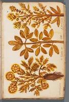 An illustration from Collection of seventy-eight water color plates of plants (1700)