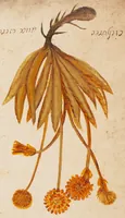 Picture 22 of 22 from Collection of seventy-eight water color plates of plants (1700), leaf 155