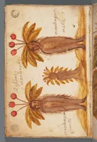 Picture 1 of 22 from Collection of seventy-eight water color plates of plants (1700), leaf 2